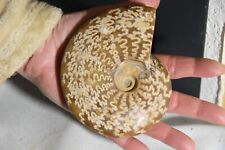 RARE grande ammonite Cleoniceras  besairiei  albien de Mahajanga Madagascar