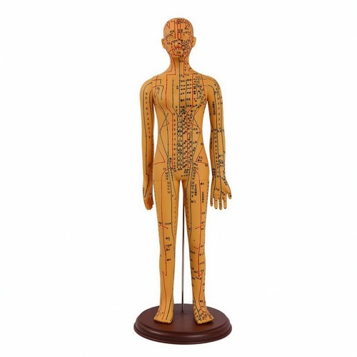 Mannequin acupuncture avec - d'acupuncture,