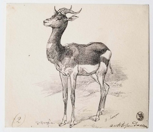 Auguste lançon antilope - auguste,