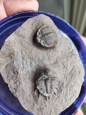 Rares Trilobites Basseiarges