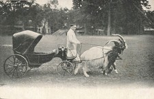 45 OELEANS ATTELAGE CHEVRES