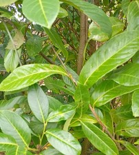5 Branches de laurier palme