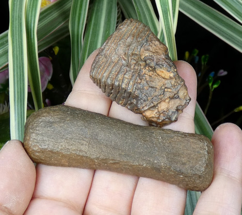 Fossiles identifier 7cm - fossiles,