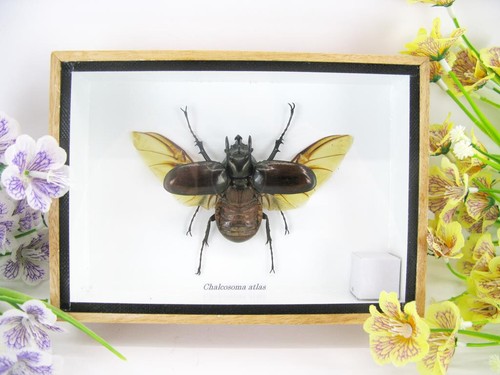 Chalcosoma atlas beetle - ,