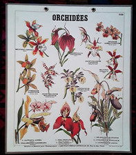 Affiche pédagogique de collection: planche Deyrolle 228 Les orchidées. rare