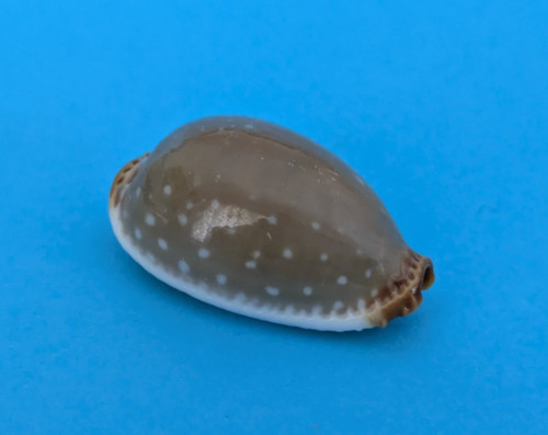 Cypraea limacina clarissa