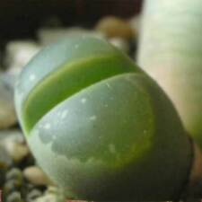 10 graines d'olivier LITHOPS
