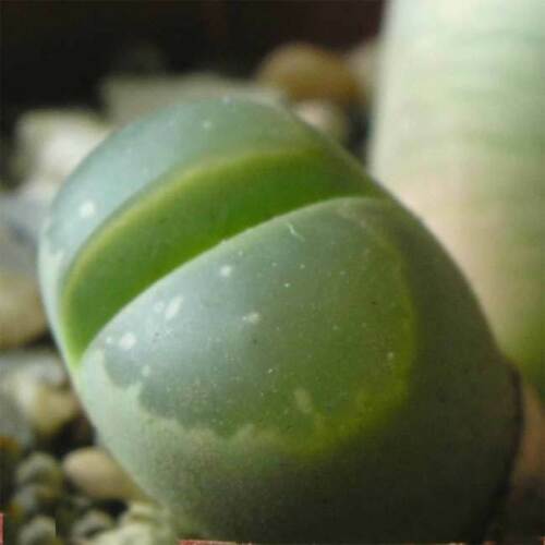 Graines olivier lithops - 10, d'olivier