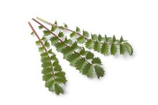 60 graines de PETITE