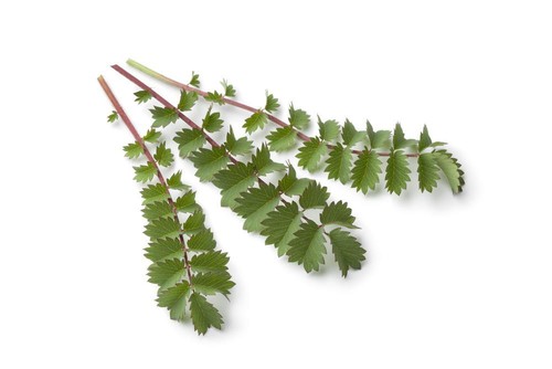 Graines petite - graines,