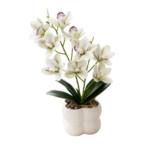 Orchidée cymbidium rose - cymbidium,