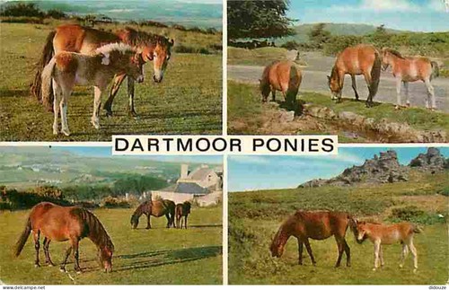 Carte postale animaux - carte,
