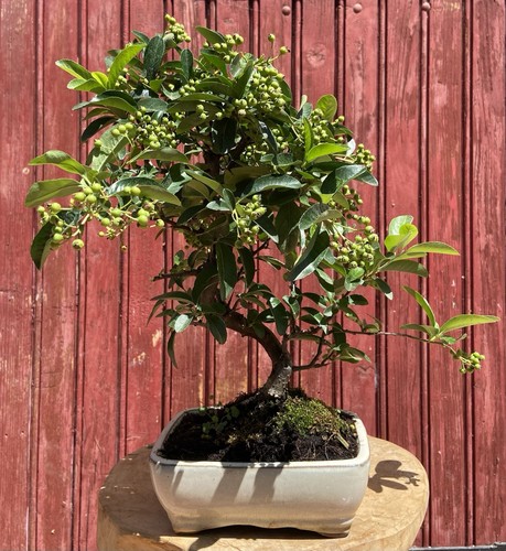 Bonsaï pyracantha coccinea - bonsaÏ,