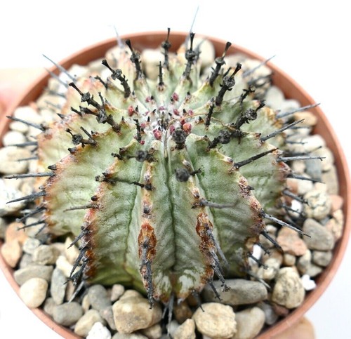 Euphorbia horrida snow - snow, flakes