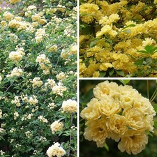 Rosa banksiae 'Lutea Plena' - Rose de banks jaune - Rosier grimpant