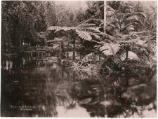 Photo Poulsen Albuminé Australie Botanical Garden Brisbane Vers 1880/90