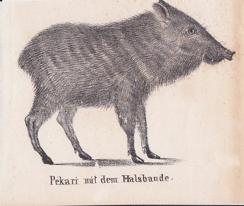 Pekari halsbandpekari pecari - halsbandpekari,