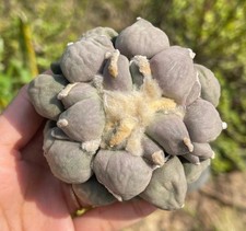 Rare Cacti Caudex furfuraceus