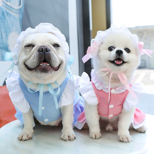 Chien chat animal - chat,
