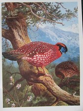 Vintage Oiseau Imprimé~TEMMINCK'S Tragopan~Archibald Thorburn