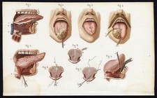 Cabinet de curiosité planche
