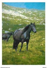 Animaux - Chevaux - Cheval de