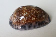 collection coquillage CYPRAEA MAURITIA ARABICA EGLANTINA PORCELAINE 59mm