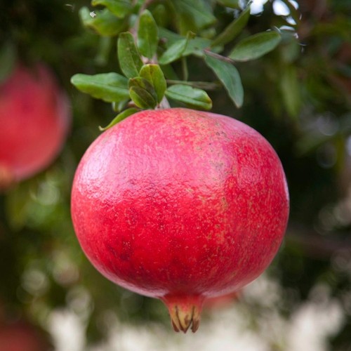 Plante fruitière grenade - fruitiÈre,