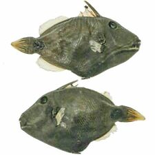 Poisson baliste naturalisé -