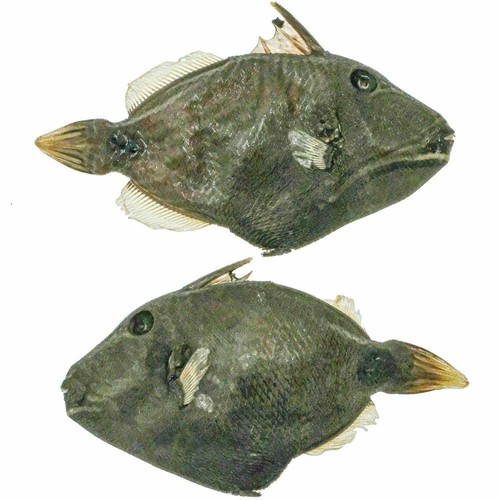 Poisson baliste naturalisé - ,