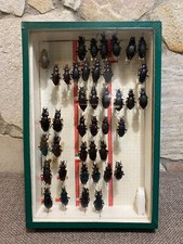 ?CABINET DE CURIOSITÉ - boite entomologique / CARABUS Violaceus Purpuracens