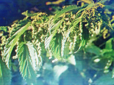 5 000 Graines de Grande ortie