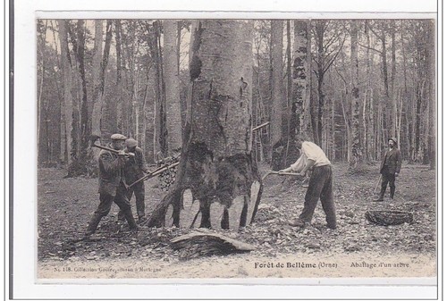 Foret belleme abattage - foret-de-belleme,