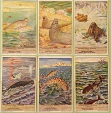 chromo LIEBIG - série 6 MAMMIFERES MARINS phoque morse baleine narval marsouin é