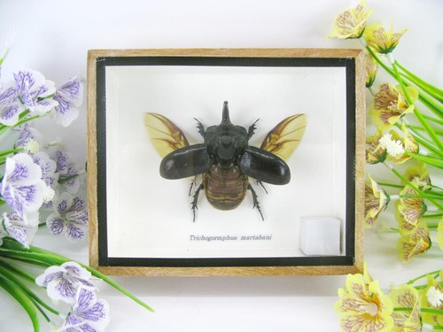 Trichogormphus martabani - ,
