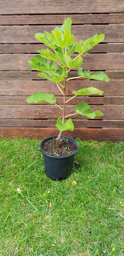 Figuier ficus madeleine - figuier,
