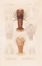 Scyllarus Arctus Crabes