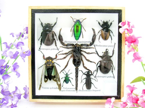 Insectes exotiques réel - 3d,