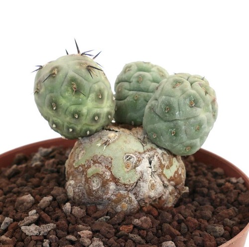 Tephrocactus geometricus four - tephrocactus,