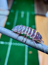 Isopodes Armadillidium sp "Casteldaccia" Cloporte Vivarium Terrarium Bioactif