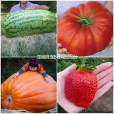 130 graines des GÉANTS DU JARDIN (FRAISE, TOMATE, PASTÈQUE, CITROUILLE) + HOM...