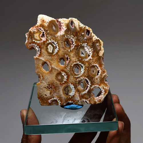 Dalle corail fossilisée - dalle, de