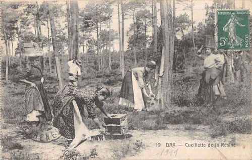 Scene des landes resinier - 40-scene, landes-resinier