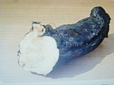 1 bouture de racine de Consoude officinale (grande consoude)