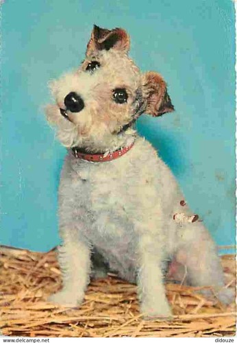 Carte postale animaux - animaux,