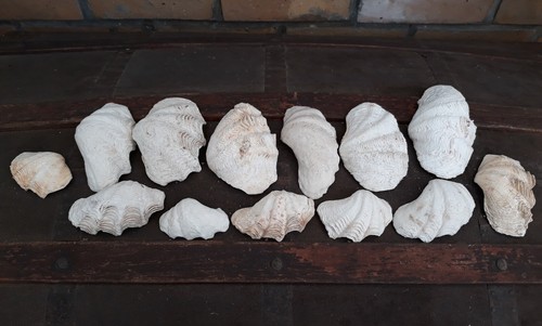 Lot pièces coquillages - lot, 13