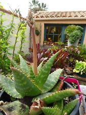 plante rocaille ,jarre  bel   aloé véra  bouton floral 