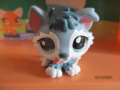 Petshop chiot husky - chiot, #2036