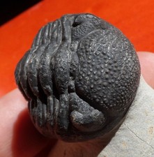 TRILOBITE DÉVONIEN DU MAROC