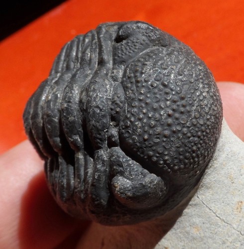 Trilobite dévonien maroc - trilobite, du